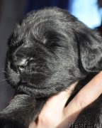 Превью фото № 177322