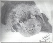 Превью фото № 177325