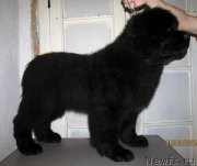 Превью фото № 177350