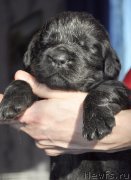 Превью фото № 177352