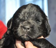 Превью фото № 177355