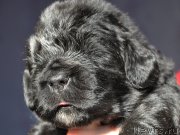 Превью фото № 177358