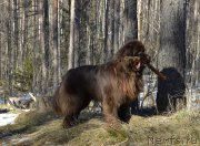 Превью фото № 177385