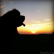 Превью фото № 177392