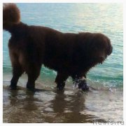 Превью фото № 177432