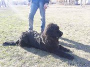 Превью фото № 177437