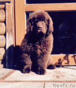 Превью фото № 177461