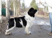 Превью фото № 177493