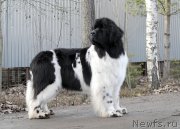 Превью фото № 177495