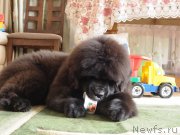 Превью фото № 177506