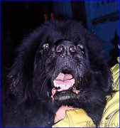 Превью фото № 177528