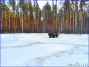 Превью фото № 177530