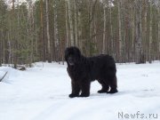 Превью фото № 177538