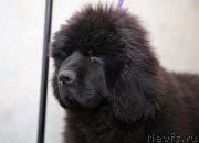 Превью фото № 177770