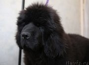 Превью фото № 177772