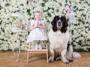 Превью фото № 177846