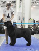 Превью фото № 177861