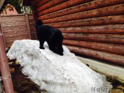 Превью фото № 177885