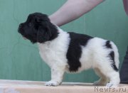 Превью фото № 177886