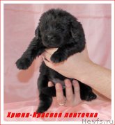 Превью фото № 177934