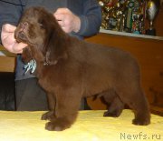 Превью фото № 178001