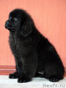 Превью фото № 178017