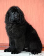 Превью фото № 178018