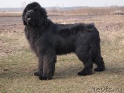 Превью фото № 178032