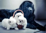 Превью фото № 178060