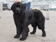 Превью фото № 178062