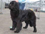 Превью фото № 178064