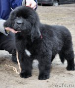 Превью фото № 178079