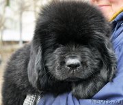 Превью фото № 178084