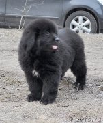 Превью фото № 178086