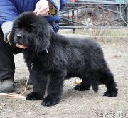 Превью фото № 178107