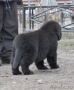 Превью фото № 178110