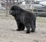 Превью фото № 178111