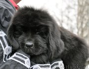 Превью фото № 178112