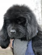 Превью фото № 178113