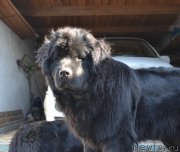 Превью фото № 178126