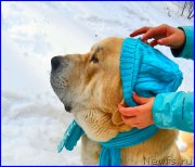 Превью фото № 178131