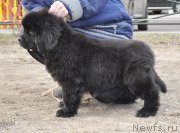 Превью фото № 178216