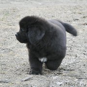 Превью фото № 178220