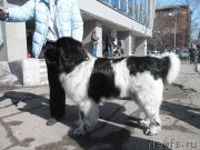 Превью фото № 178231