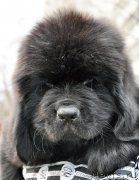 Превью фото № 178232