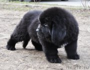 Превью фото № 178266