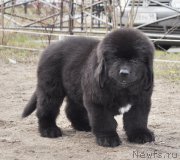 Превью фото № 178269