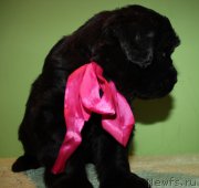 Превью фото № 178310