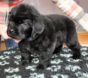 Превью фото № 178353