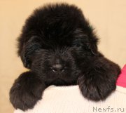 Превью фото № 178397